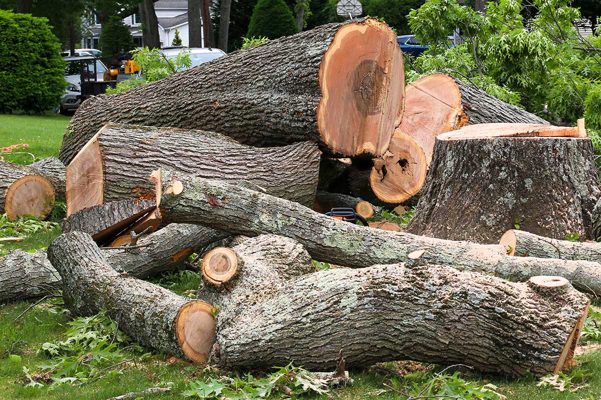 Large fallen tree sections after removal, showing cut logs prepared for arborist disposal in Sydney.