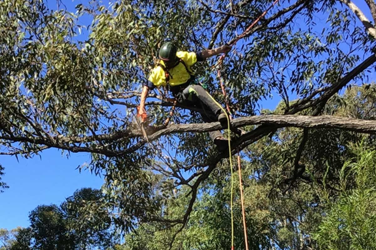 Arborist suspended on ropes cutting a tree branch with a pruning saw.