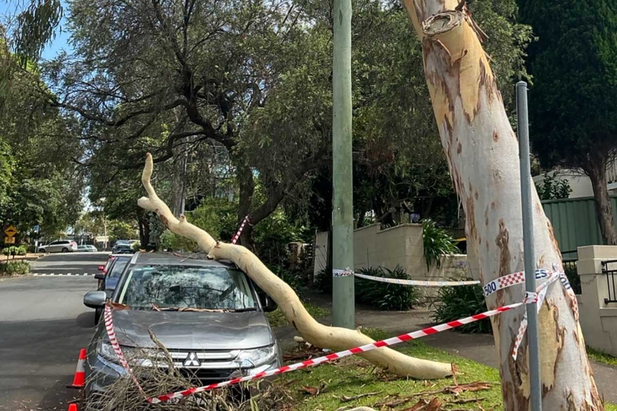 Large fallen tree branch resting on a parked car with safety tape following storm damage.