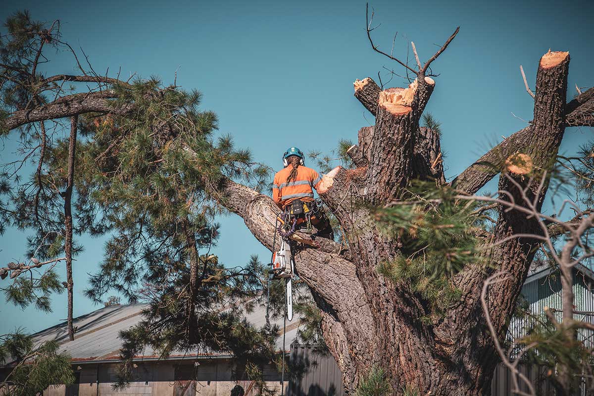 Arborist in safety gear climbing a large tree and performing removal work with a chainsaw.